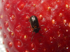 Microtheca ochroloma