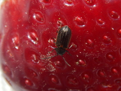 Microtheca ochroloma