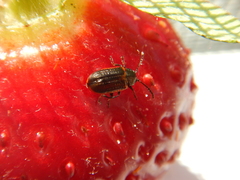 Microtheca ochroloma