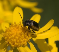 Microtheca ochroloma