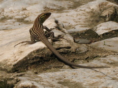 Cnemidophorus lemniscatus