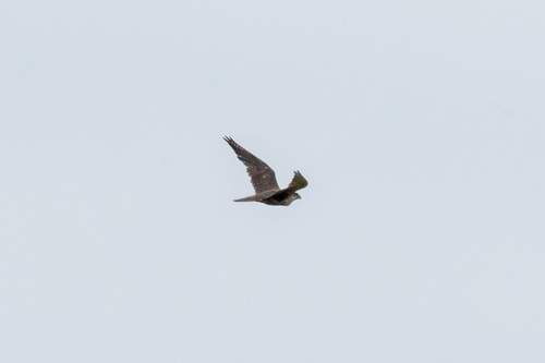 Prairie Falcon