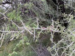 Sarcomphalus obtusifolius canescens