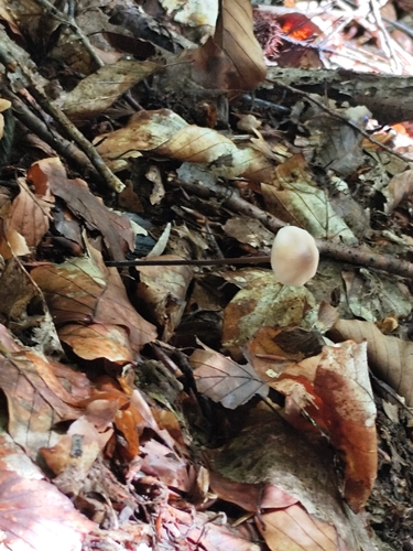 garlic parachute