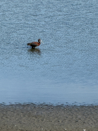 iNaturalist observation photo of White-faced Ibis