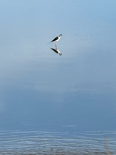 iNaturalist observation photo of Black-necked Stilt