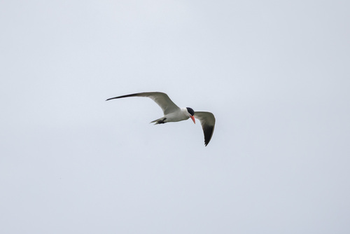 iNaturalist image