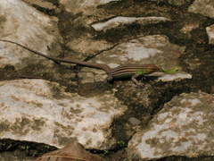 Cnemidophorus lemniscatus