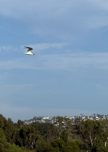 iNaturalist image