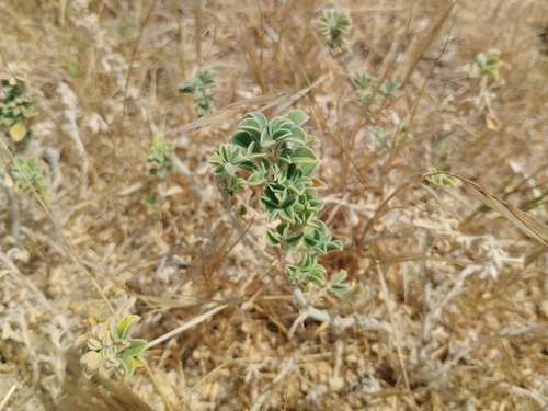 Medicago marina, photograph 4