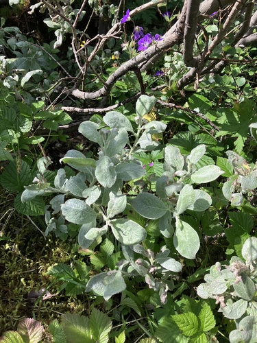 Salix lanata, photograph 4