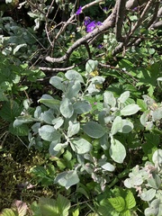 Salix lanata, photograph (c) Ashley N, some rights reserved (CC BY)