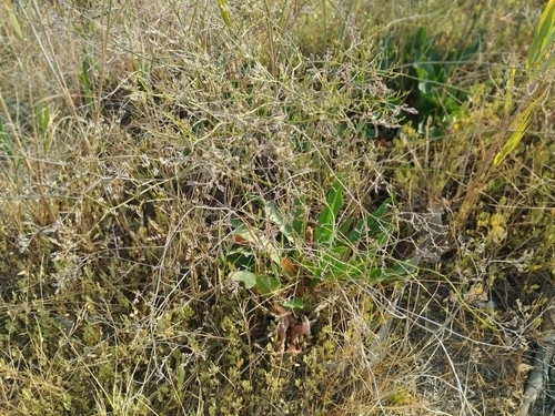 Limonium narbonense, photograph 3