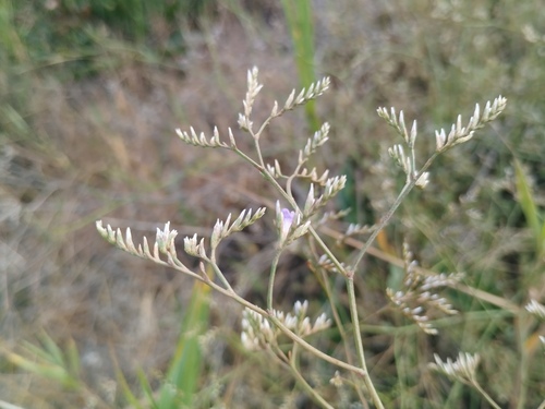 Limonium narbonense, photograph 4