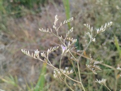 Limonium narbonense, photograph (c) Josep Gesti, some rights reserved (CC BY-SA)
