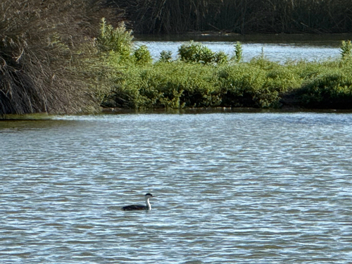 iNaturalist observation photo of Western and Clark's Grebes