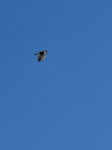 iNaturalist observation photo of Cliff Swallow