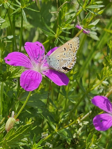 Geranium Argus