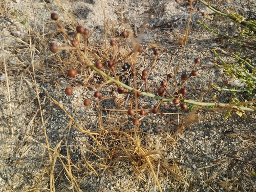 Scrophularia canina, photograph 4