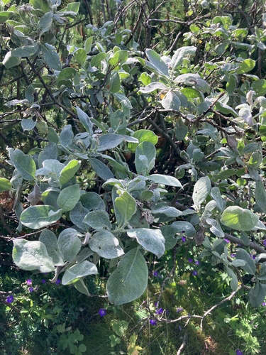 Salix lanata, photograph 5
