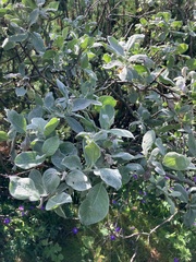Salix lanata, photograph (c) Ashley N, some rights reserved (CC BY)