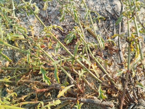 Scrophularia canina, photograph 3
