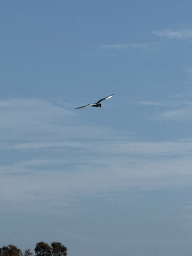 iNaturalist image