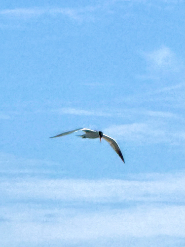 iNaturalist observation photo of Caspian Tern