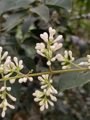 Ligustrum liukiuense