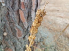 Reseda alba, photograph (c) Josep Gesti, some rights reserved (CC BY-SA)