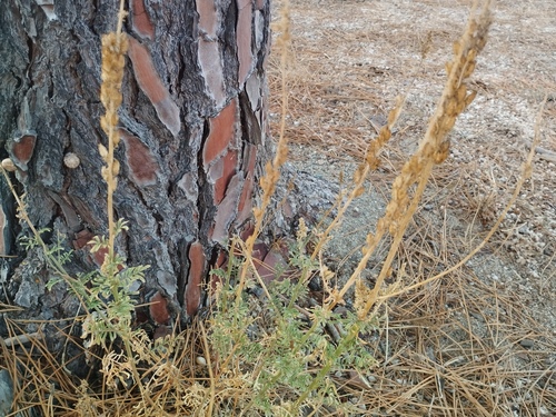 Reseda alba, photograph 6