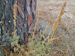 Reseda alba, photograph (c) Josep Gesti, some rights reserved (CC BY-SA)