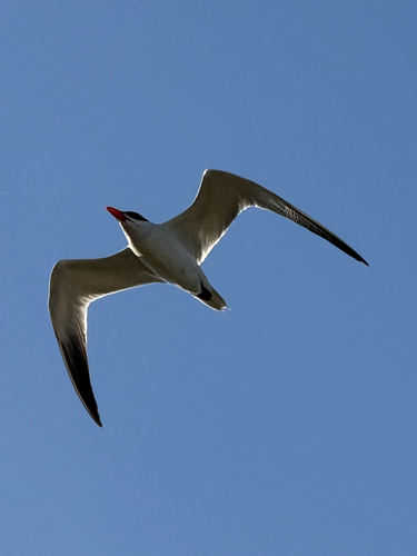 iNaturalist image