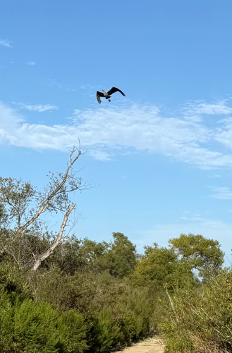 iNaturalist observation photo of Great Blue Heron