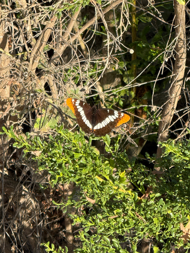 iNaturalist observation photo of Lorquin's Admiral