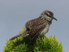 Campylorhynchus