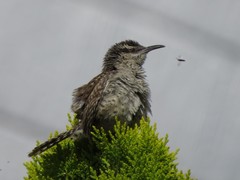 Campylorhynchus
