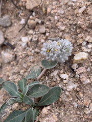 Guilleminea densa