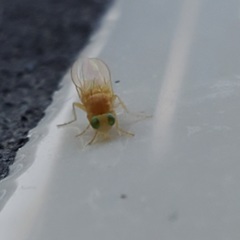 Chyromya