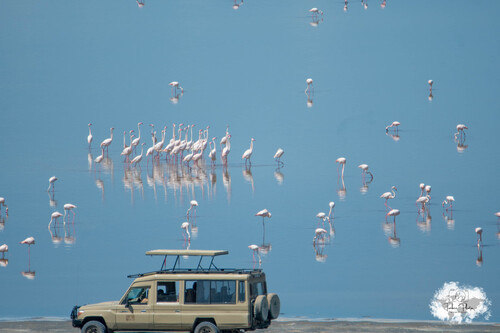 iNaturalist image