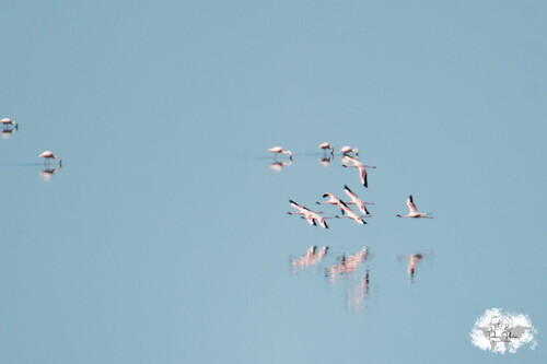 iNaturalist image