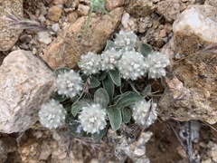 Guilleminea densa