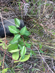 Toxicodendron radicans image