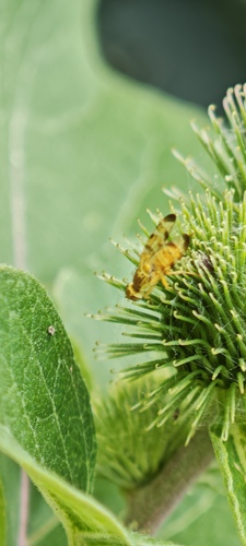 Banded Burdock Fly, Lisse, Nederland, photo 9 of 10