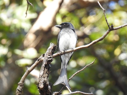 White-bellied Drongo