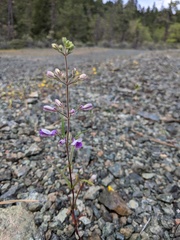 Collinsia linearis