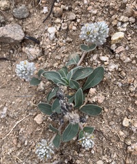Guilleminea densa