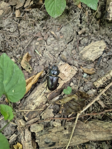 European Stag Beetle