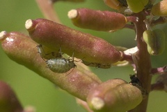 Lipaphis pseudobrassicae
