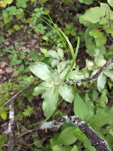 Silverberry
